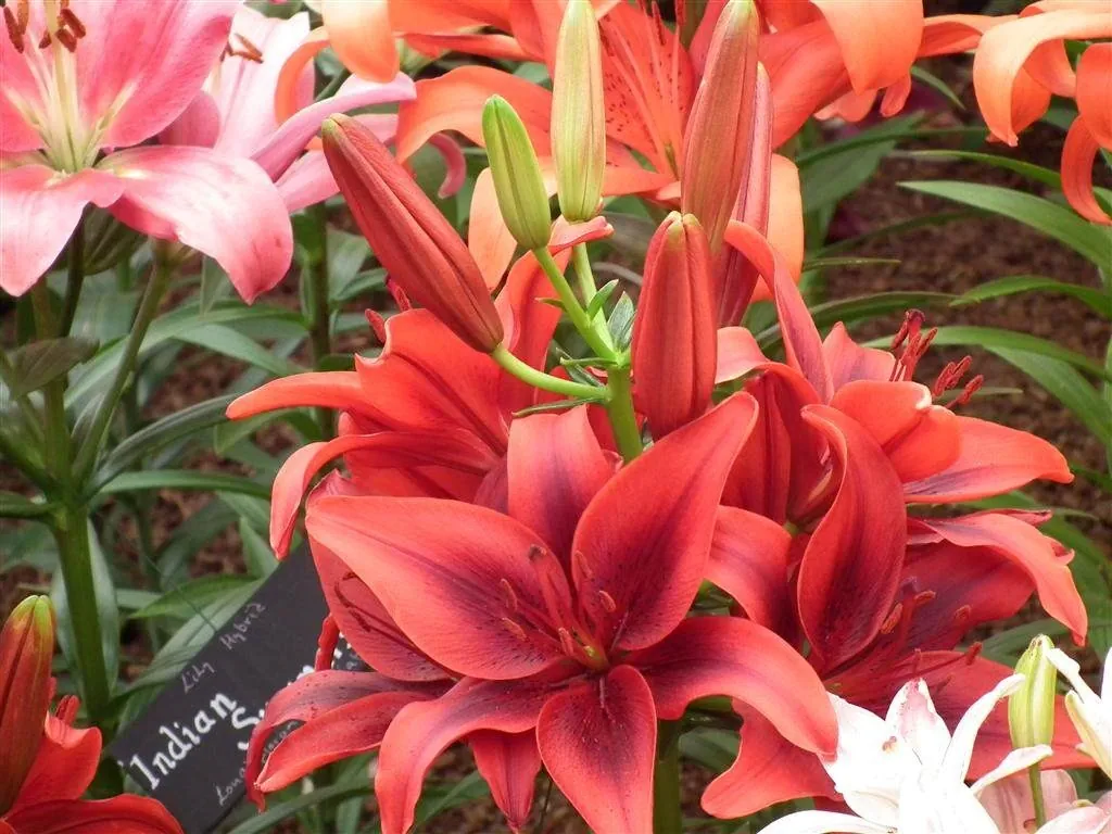 Floral marquee in the long water area 3